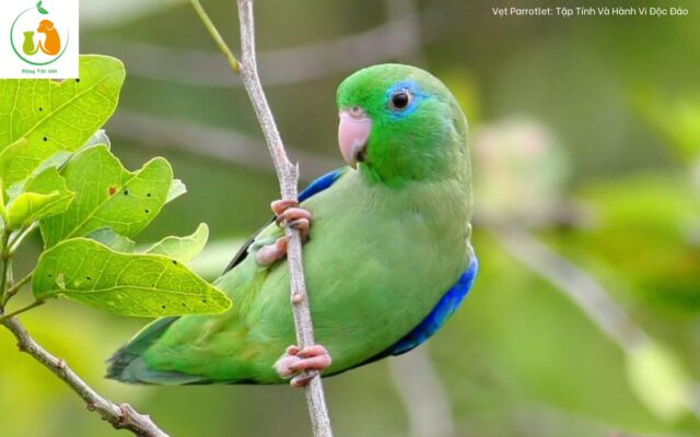 Vẹt Parrotlet: Tập Tính Và Hành Vi Độc Đáo